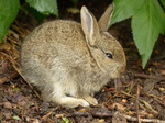 FZ030116 Little bunny rabbit.jpg